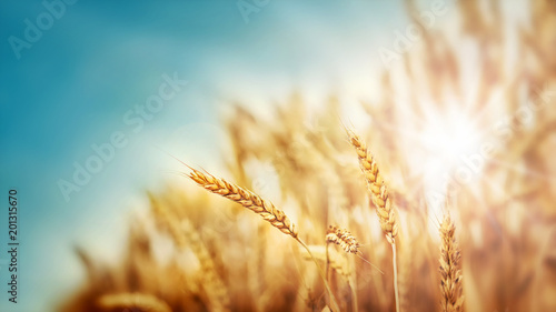 Wheat and sun