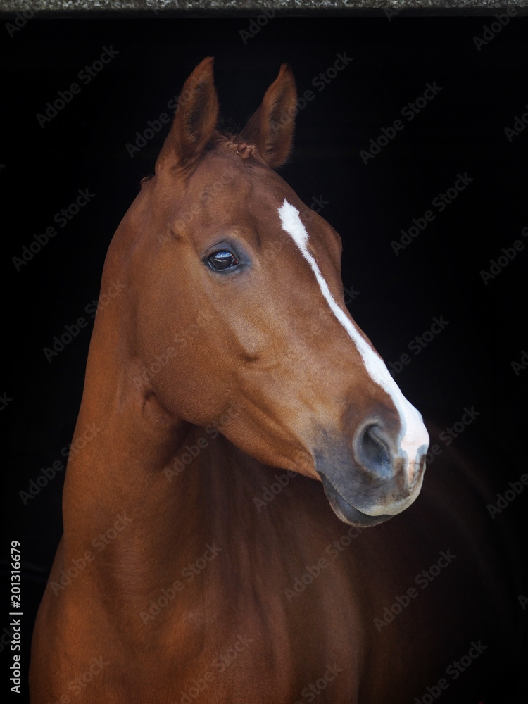 Obraz premium Headshot kasztanowca