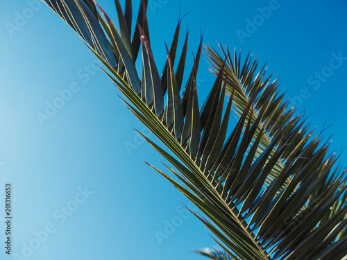 Palm tree in the background of the sky in a hot summer day