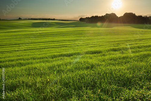 Łany zboża o zachodzie słońca. Wielkie pole zielonej pszenicy. Zdjęcie wykonane w Polsce na Lubelszczyźnie. 