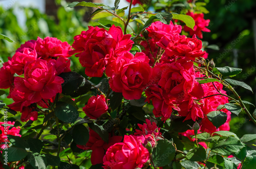 Close-up of rose flowers Close-up of rose flowers