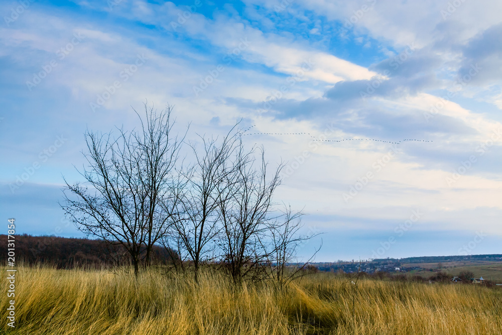 The wedge-like flock of geese in flight against the background of blue clouds and landscape with trees without leaves at dawn, The wedge-like flock of geese in flight against the background of blue clouds and landscape with trees without leaves at dawn,