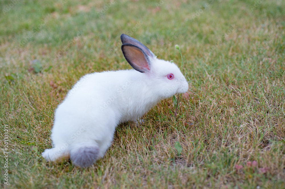 Cute white little rabbit with gray hears, walks on green grass Cute white little rabbit with gray hears, walks on green grass