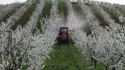 tractor sprays insecticide in cherry orchard spring season