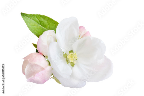 Apple tree blossom isolated on white