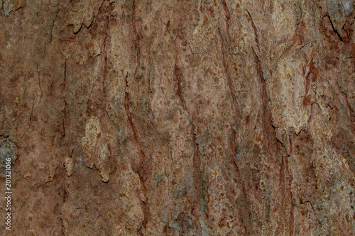 bark texture Wood texture for background space for text