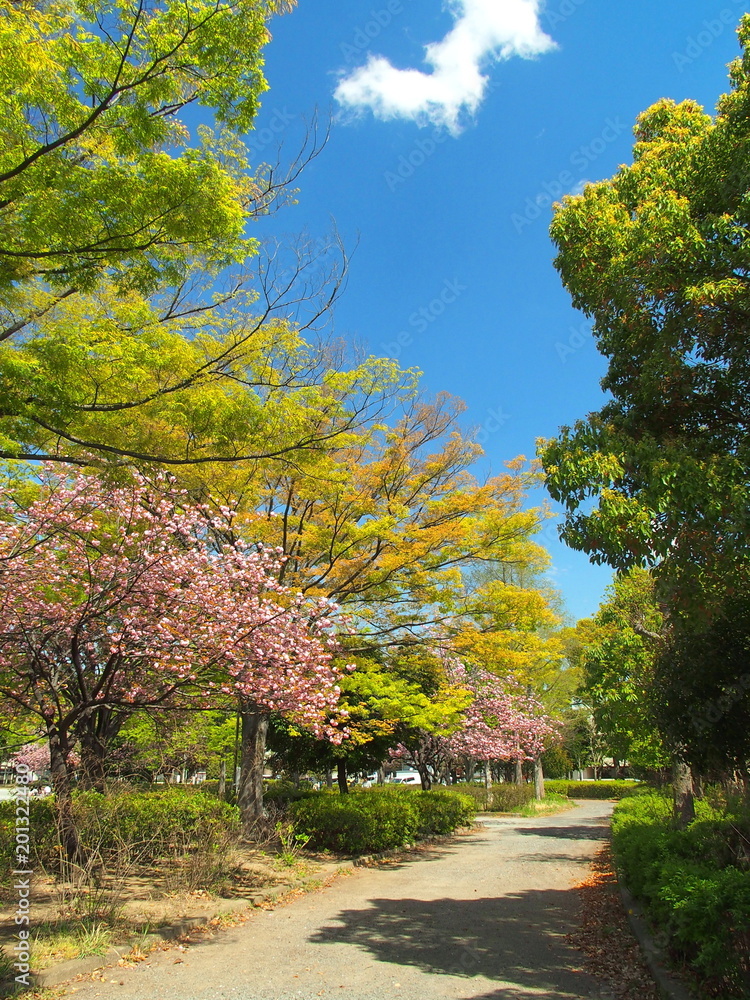 春の公園風景