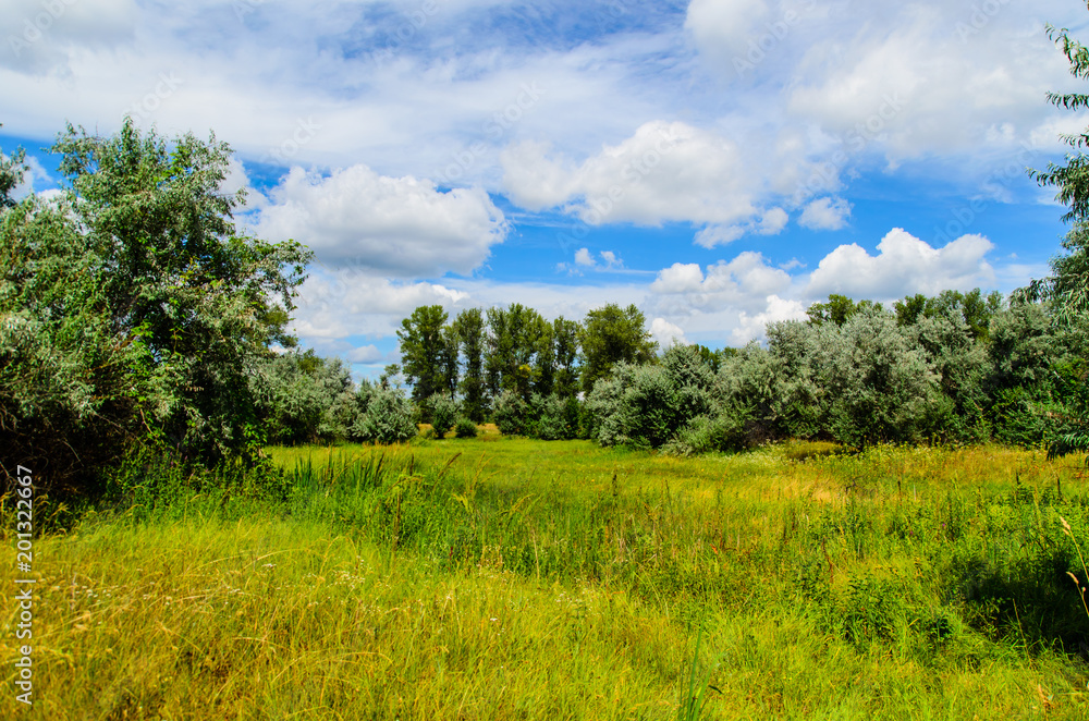 Trees on green meadow Trees on green meadow