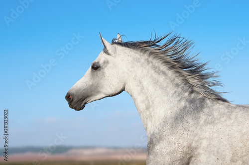 Arabian stallion portrait in movement