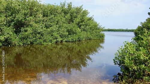 Mangroven  Mangrovendschungel