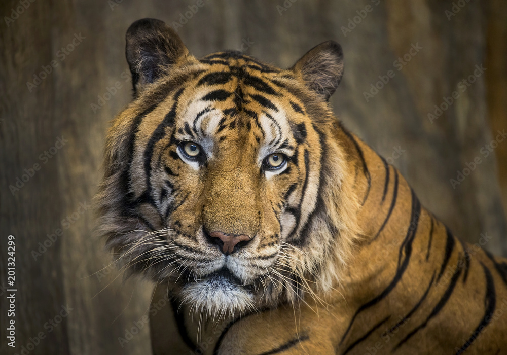 Colorful patterns and faces of Asian tigers. Colorful patterns and faces of Asian tigers.
