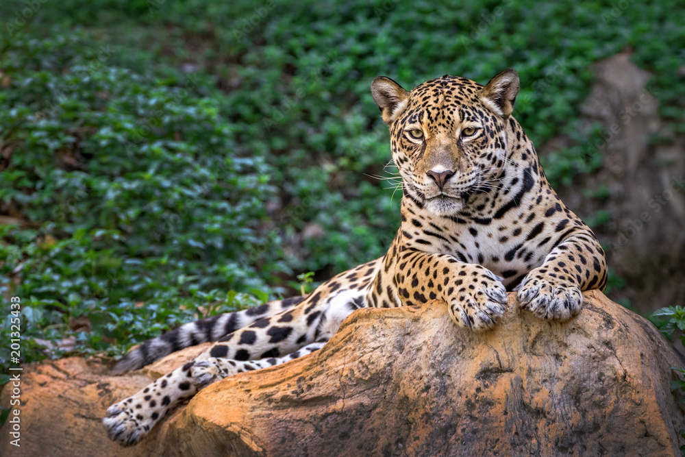 Jaguar on the rocks in the natural atmosphere. Jaguar on the rocks in the natural atmosphere.