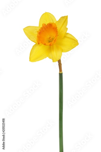 Daffodil on white