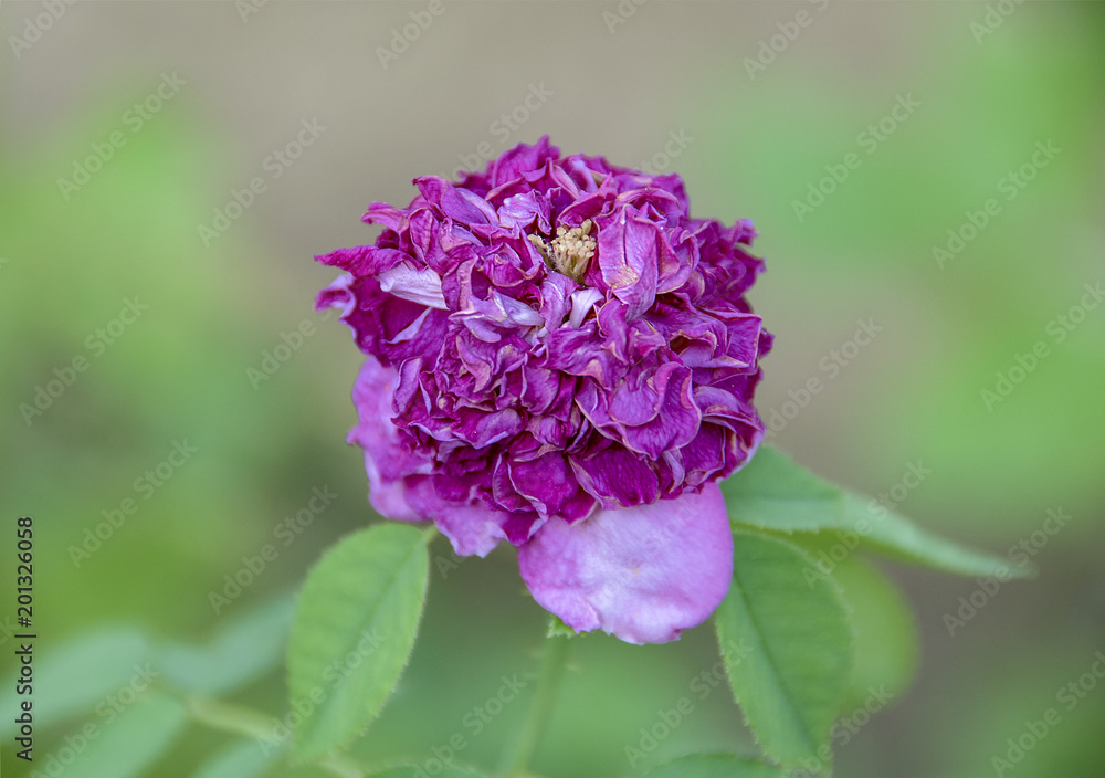 Selective colour and focus on withering purple flower blossom, blurred background Selective colour and focus on withering purple flower blossom, blurred background