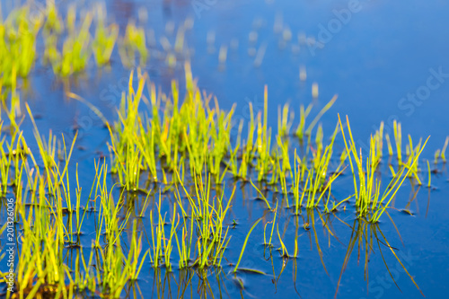 fresh green sprouts growth in a water, spring flood scene
