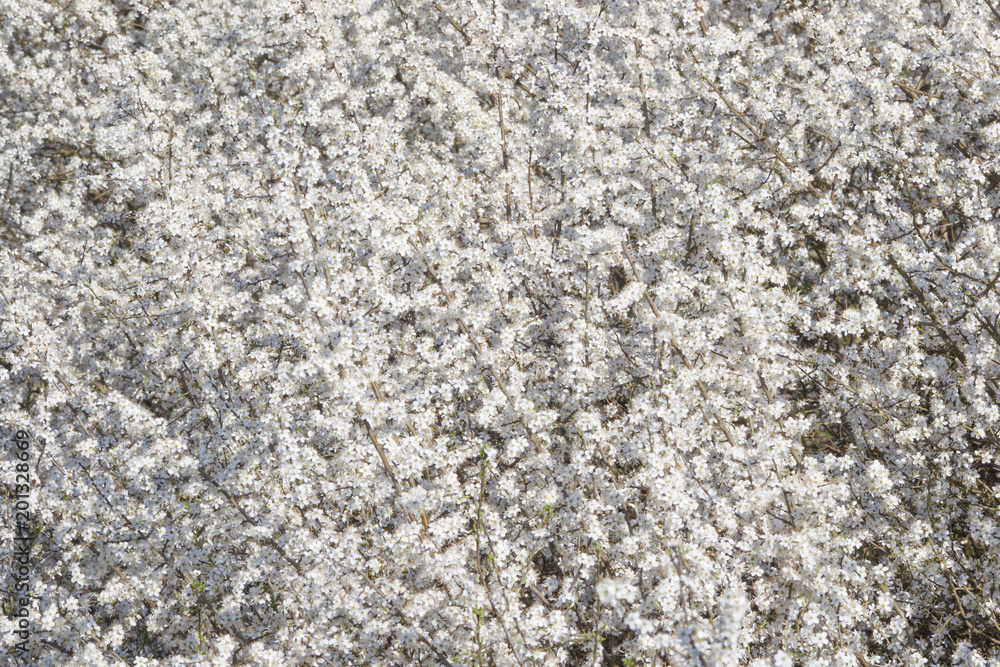 Blackthorn flowers in the sunlight form a white carpet of flowers Blackthorn flowers in the sunlight form a white carpet of flowers