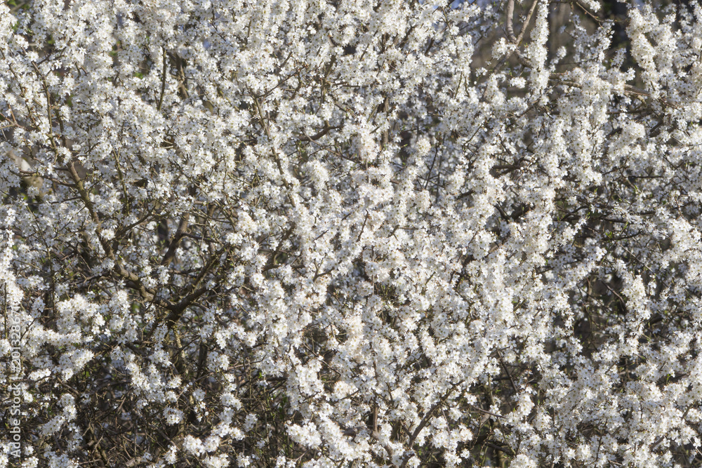 Blackthorn flowers in the sunlight form a white carpet of flowers Blackthorn flowers in the sunlight form a white carpet of flowers