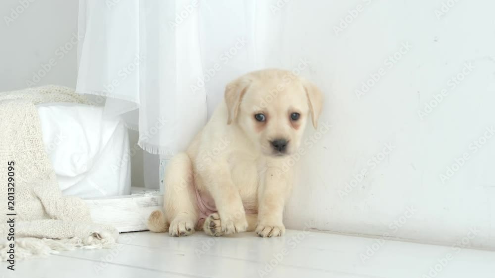 Labrador puppy ashamedly sits on a floor Labrador puppy ashamedly sits on a floor
