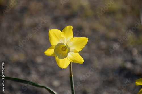 Fototapeta Naklejka Na Ścianę i Meble -  Narzissenblüte, gelb
