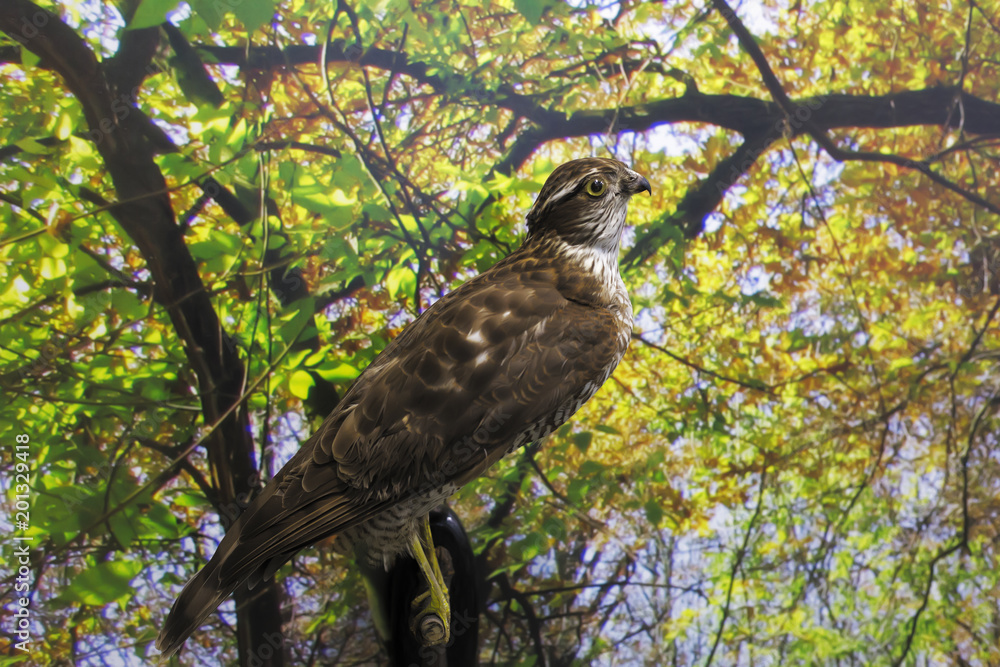 falcon on the tree falcon on the tree