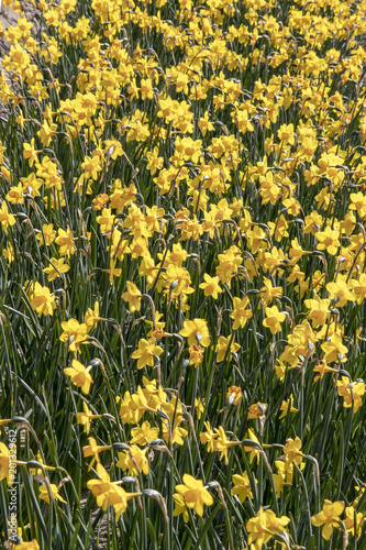 Fototapeta Naklejka Na Ścianę i Meble -  Champ de jonquilles