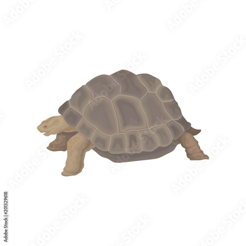 Turtle wild african animal vector Illustration on a white background