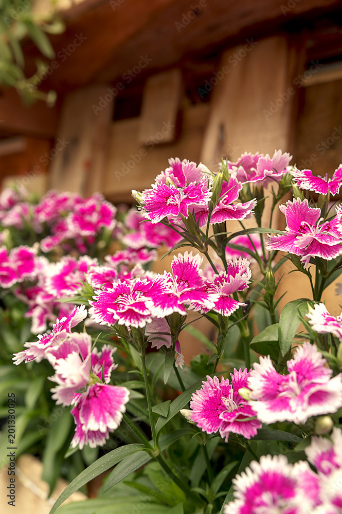 pink flower pink flower
