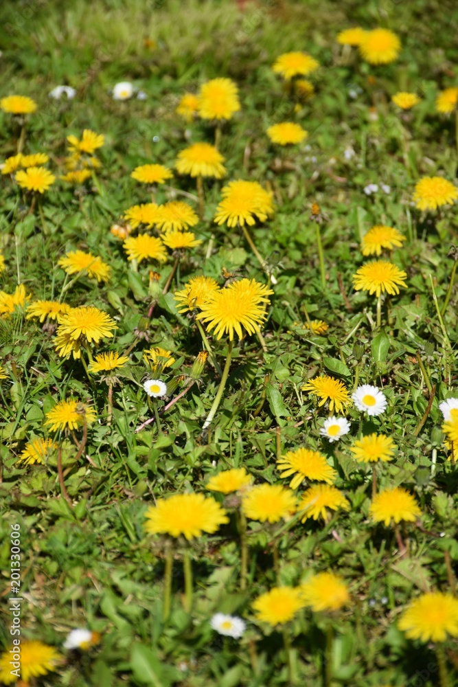 Löwenzahn im Rasen Löwenzahn im Rasen