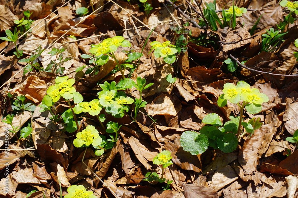 Wechselblättriges Milzkraut auf Waldboden, Bayern Wechselblättriges Milzkraut auf Waldboden, Bayern
