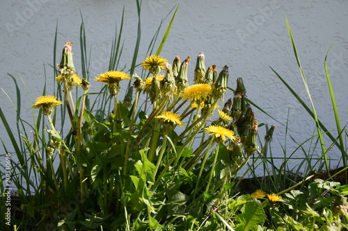 Fototapeta Naklejka Na Ścianę i Meble -  Löwenzahn