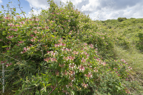 Cuadro en lienzo Geißblatt Lonicera etrusca, Heckenkirsche auch Geißblätter (Lonicera) genannt