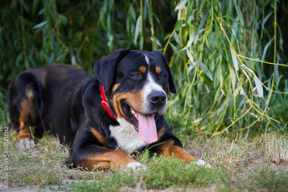 Great swiss mountain dog lying in the grass outdoors Great swiss mountain dog lying in the grass outdoors