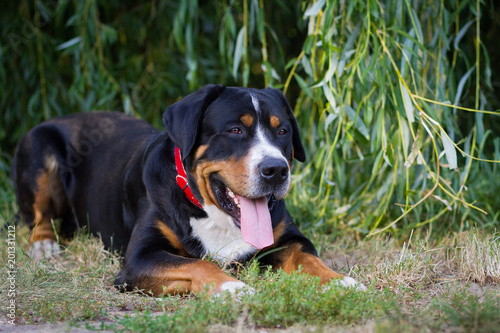 Great swiss mountain dog lying in the grass outdoors