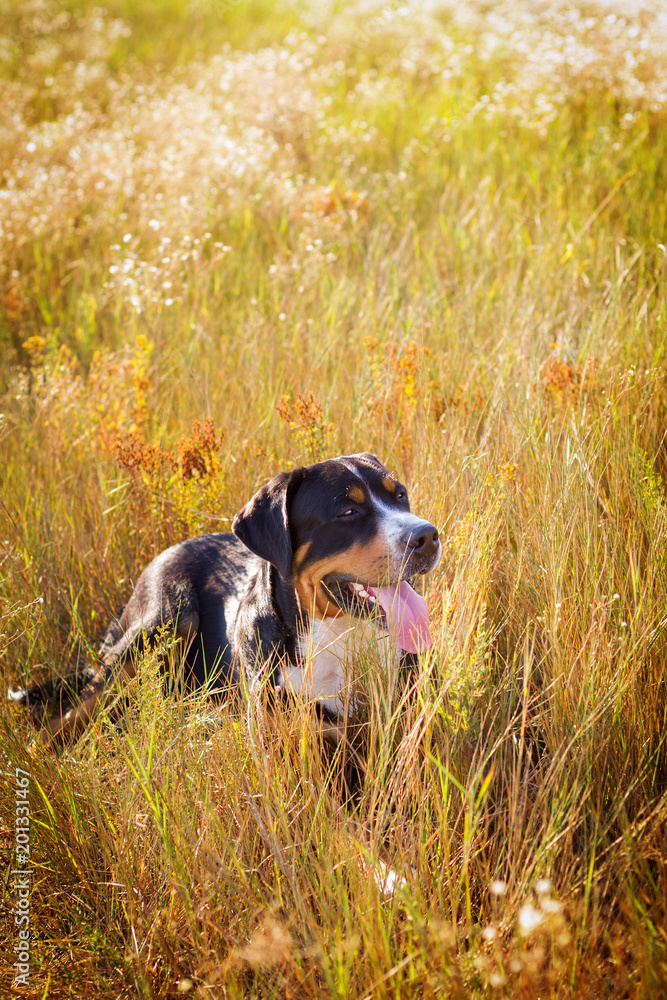 Great swiss mountain dog lying in the grass outdoors Great swiss mountain dog lying in the grass outdoors