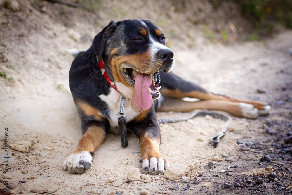 Great swiss mountain dog smeared in the dust and mud and lies happy and dirty on the road Great swiss mountain dog smeared in the dust and mud and lies happy and dirty on the road