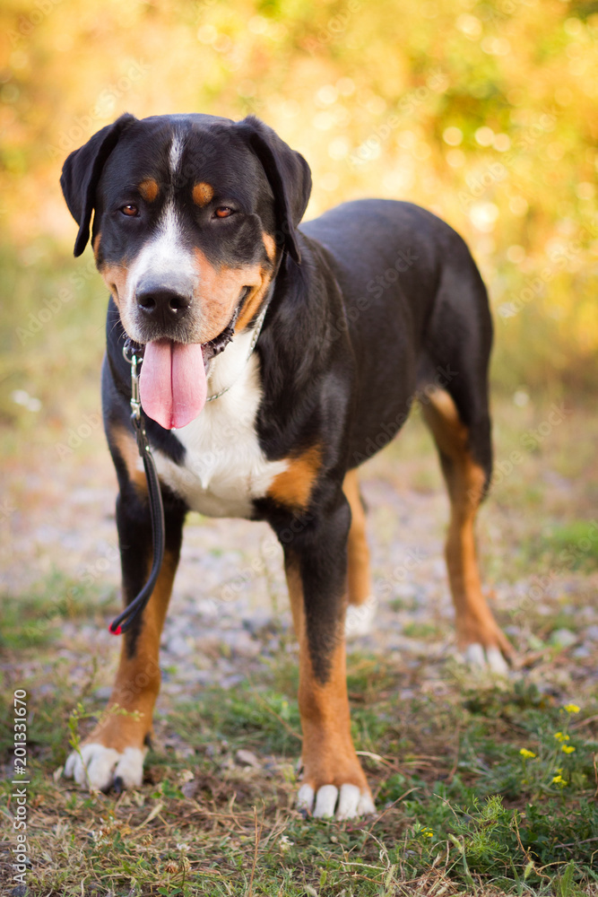 Great swiss mountain dog standing in the grass outdoors Great swiss mountain dog standing in the grass outdoors