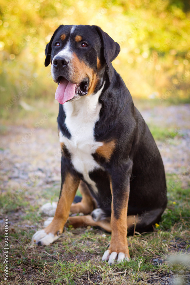 Great swiss mountain dog sitting in the grass outdoors Great swiss mountain dog sitting in the grass outdoors