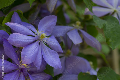 Beautiful violet clematis in the summer garden © Olivia
