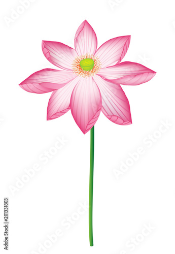 pink lotus vector