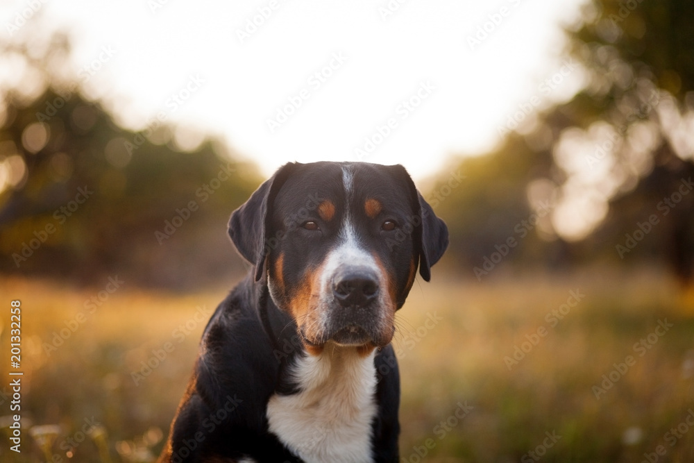 Great swiss mountain dog walking outdoors in sunset Great swiss mountain dog walking outdoors in sunset