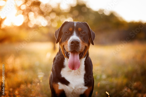 Great swiss mountain dog walking outdoors in sunset