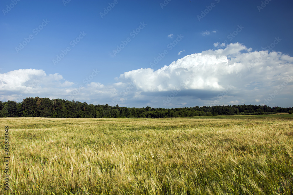 Obraz premium Field of grain, forest and white clouds