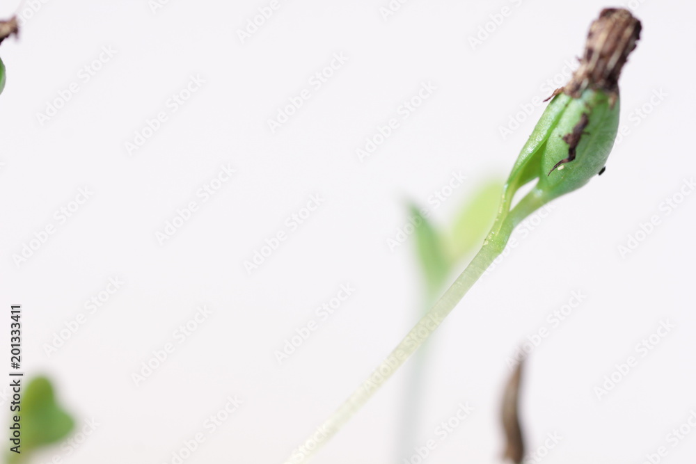 small green plant growing in ground germinating from seeds springtime summer nature process small green plant growing in ground germinating from seeds springtime summer nature process