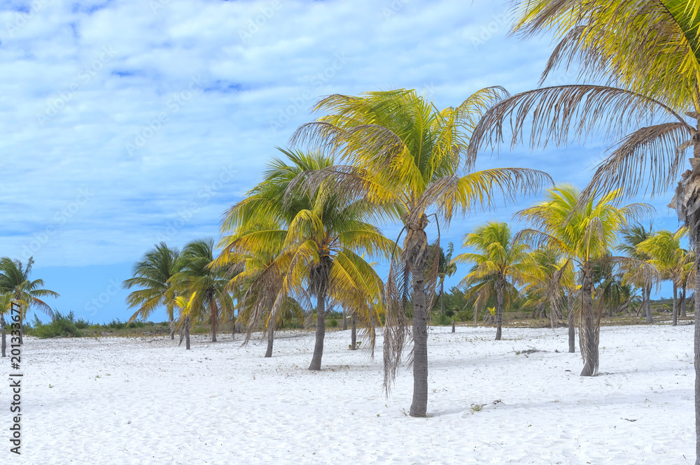 Earthly paradise, palm trees sun and sand near the sea Earthly paradise, palm trees sun and sand near the sea