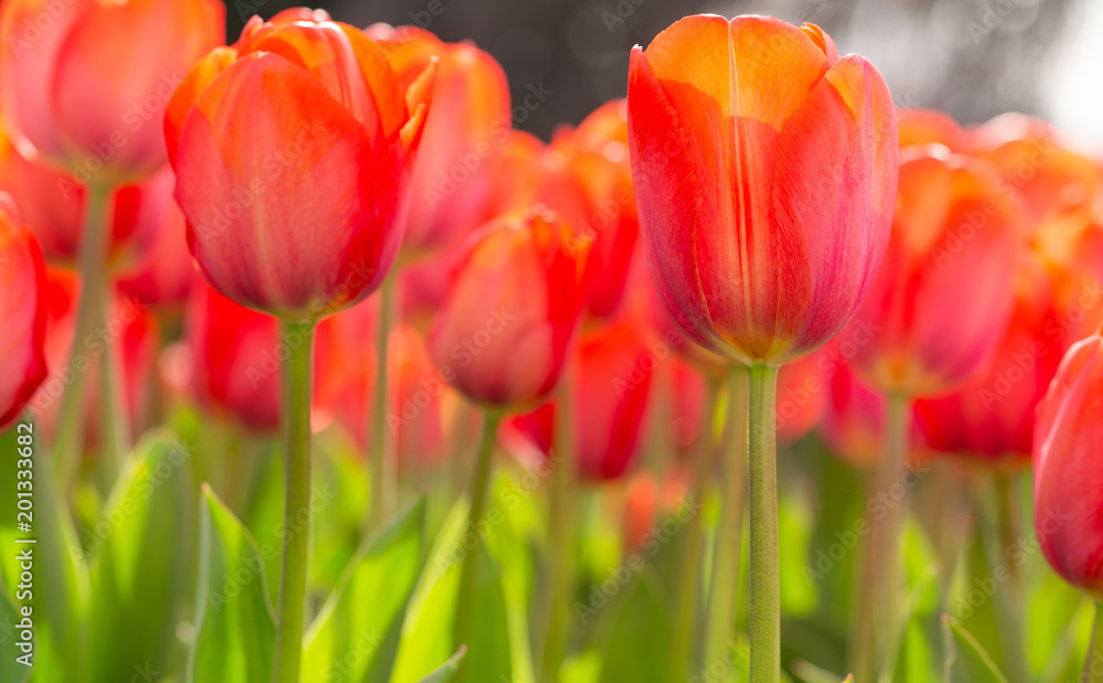 Fototapeta premium Amazing blooming tulips 3