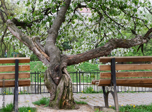 Old plum tree with twisted trunk and branches in bloom between two benches
