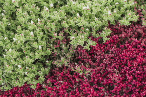 Red and green vegetation photo