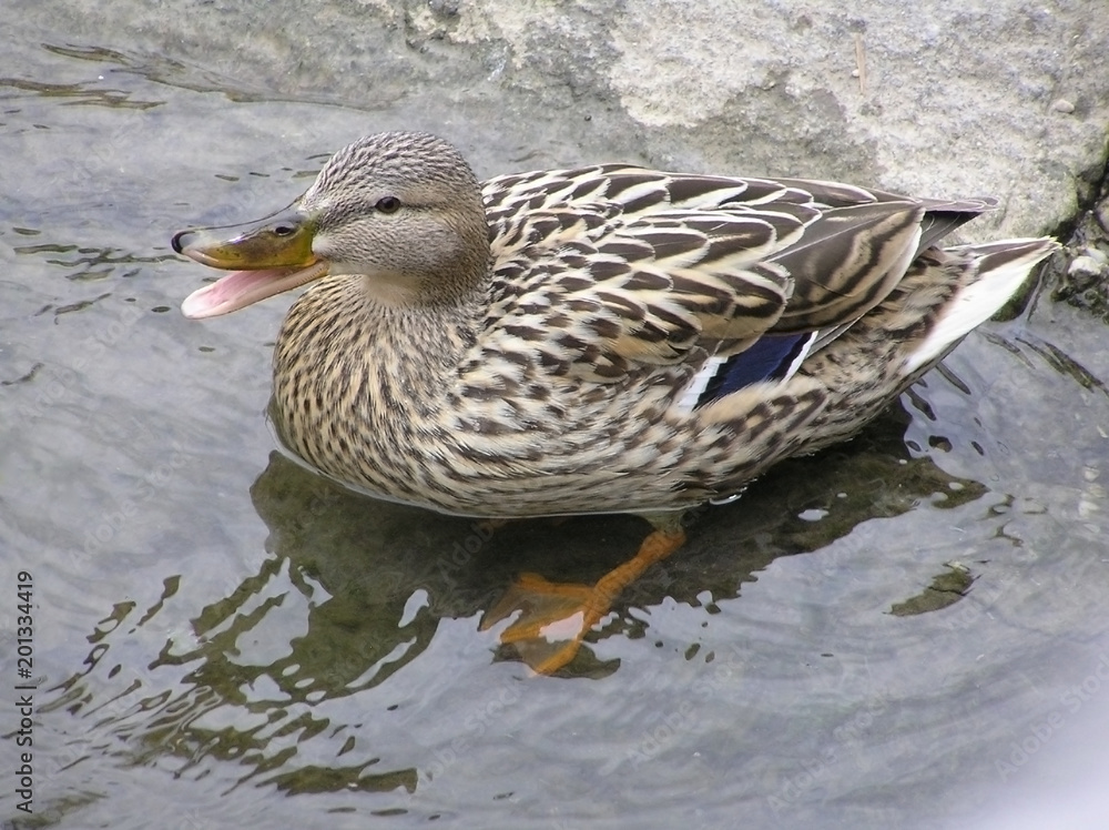 Ente schnattert am Wasserrand Ente schnattert am Wasserrand