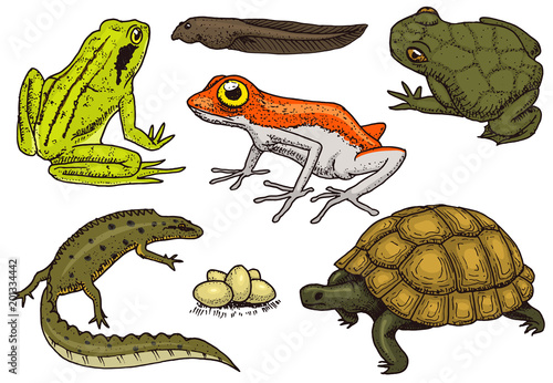 Obraz na plátně Reptiles and amphibians set