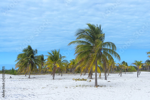 Earthly paradise, palm trees sun and sand near the sea © vizland